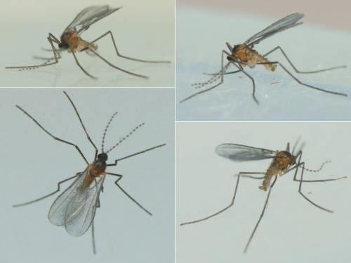 Réf. 209 970 : Cystiphora sonchi